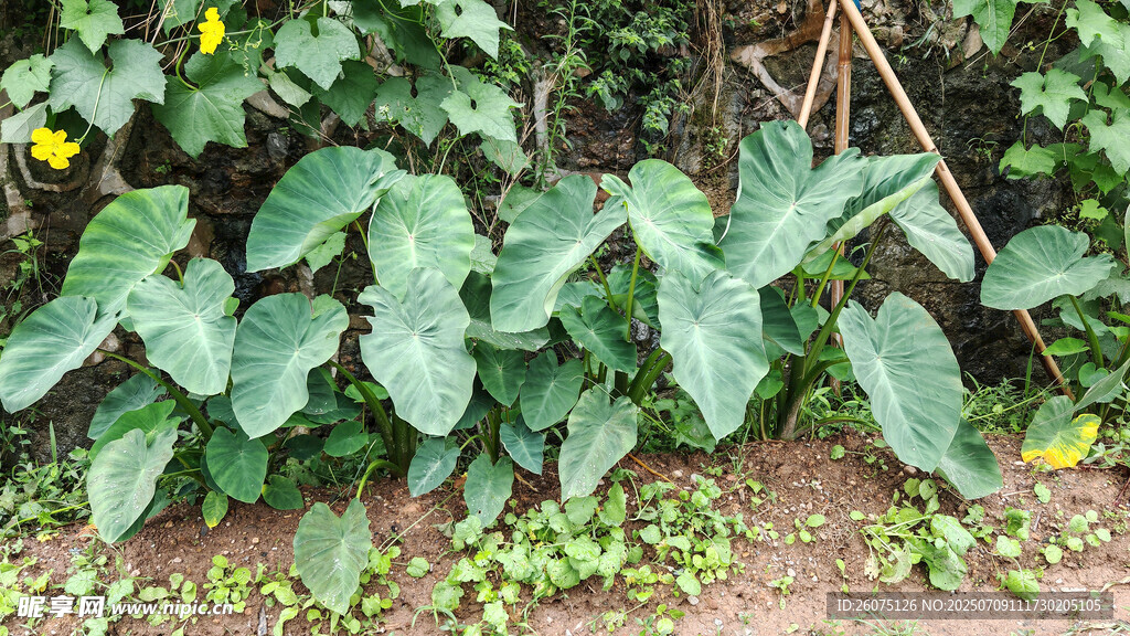 菜园中的绿叶蔬菜植物