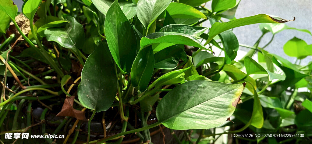 阳光下翠绿繁茂的绿植景观