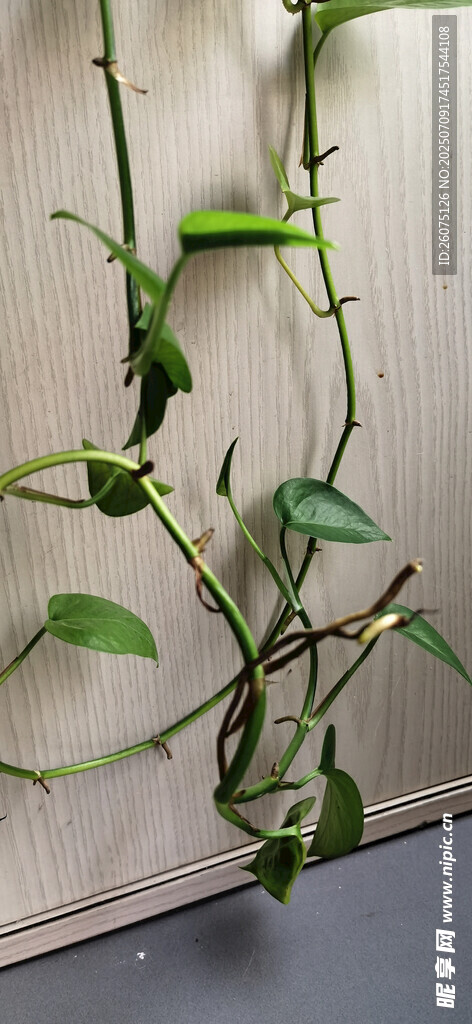 垂吊绿植藤蔓特写