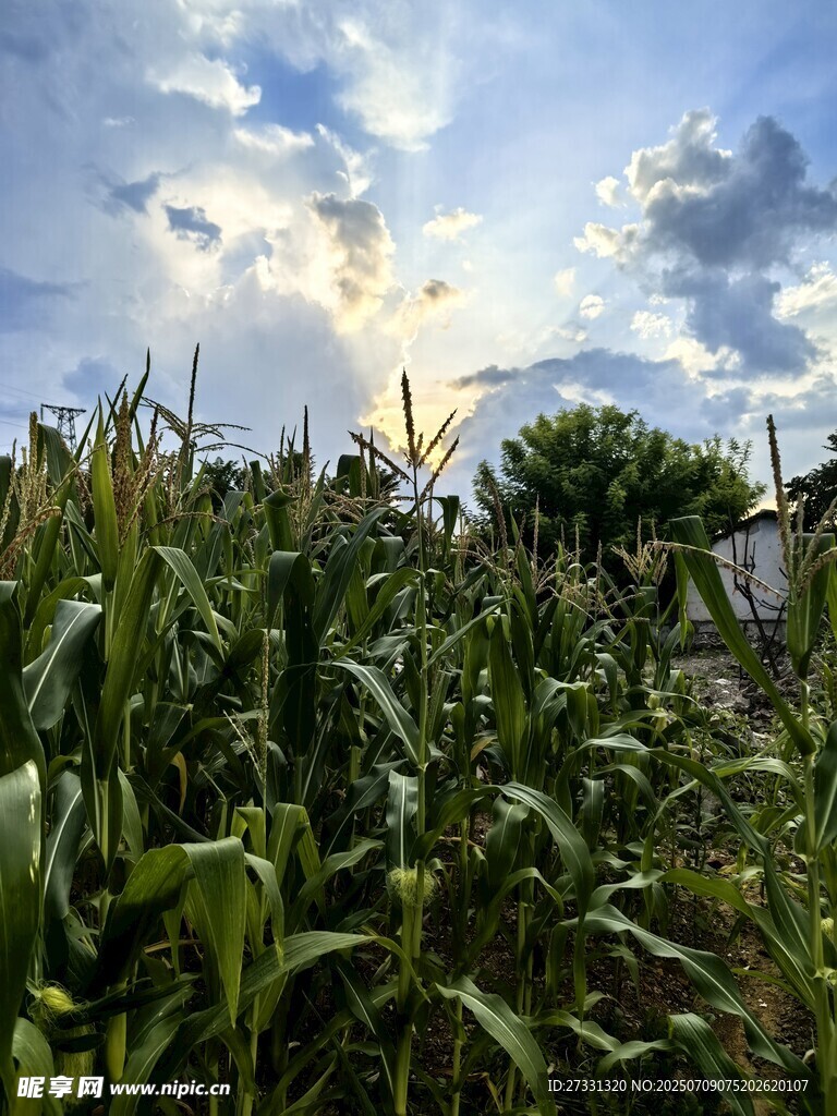 阳光照耀下的茂盛玉米田