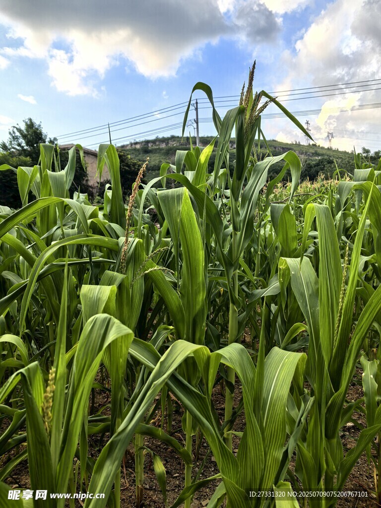 夏日葱郁玉米田