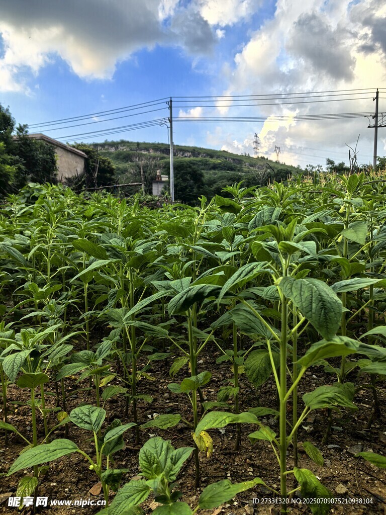 绿意盎然的田间作物景观