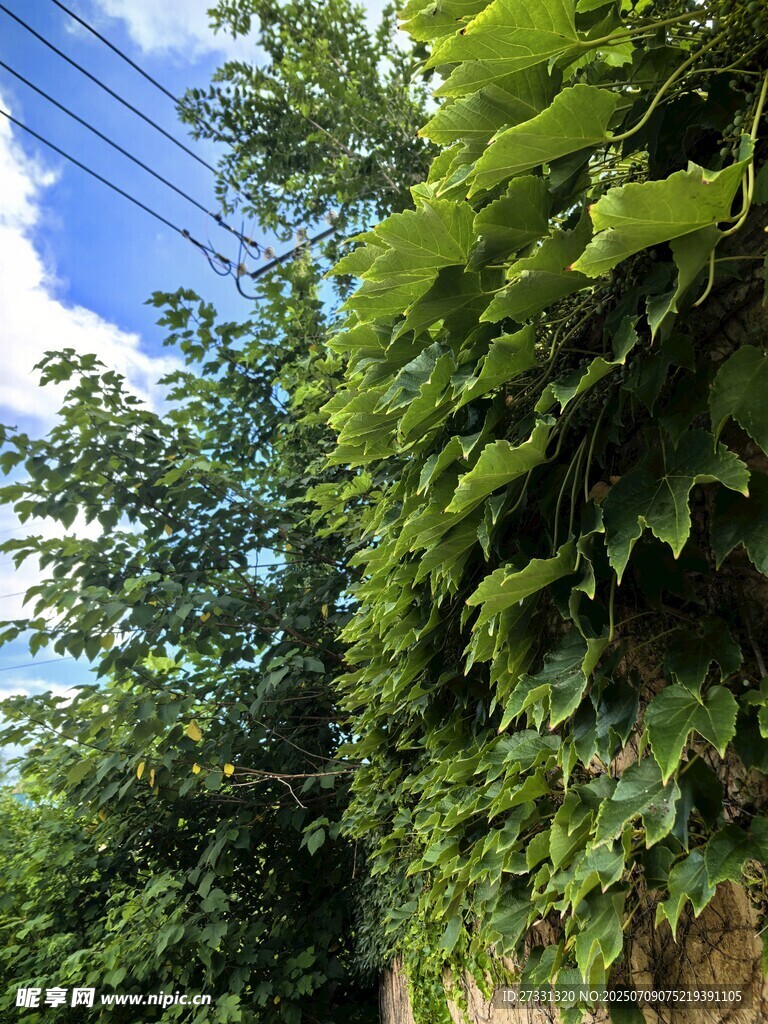绿叶藤蔓缠绕的自然景致