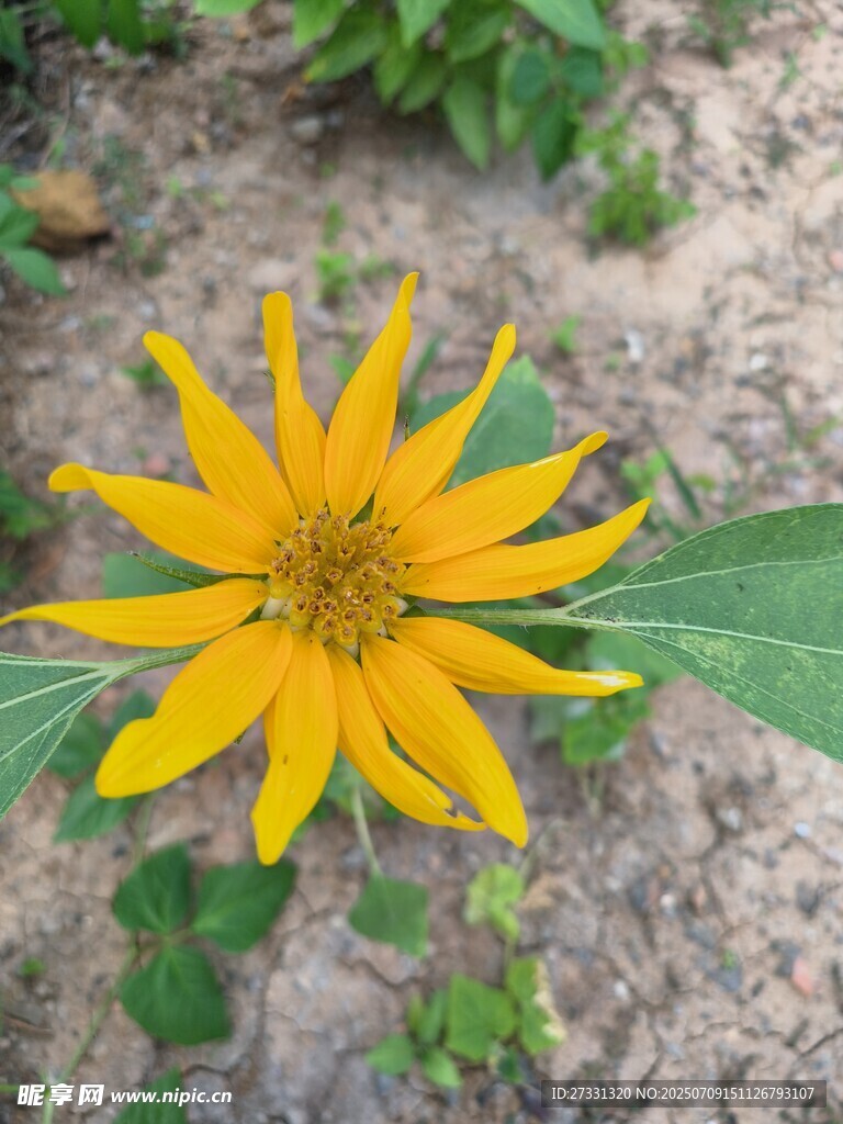 黄色绽放的美丽太阳花
