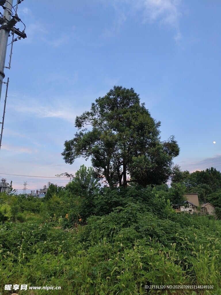 野外葱郁树木与蓝天景象