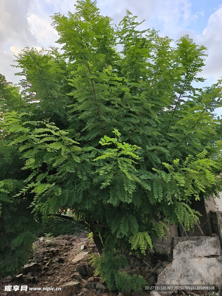 茂盛绿植展现自然生机