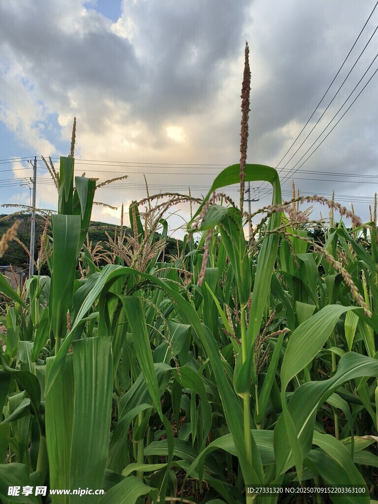 田野中的玉米与天空景象