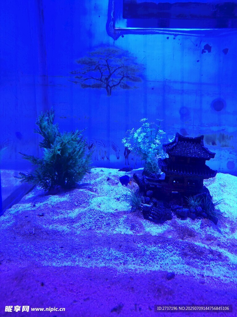 水族箱景观