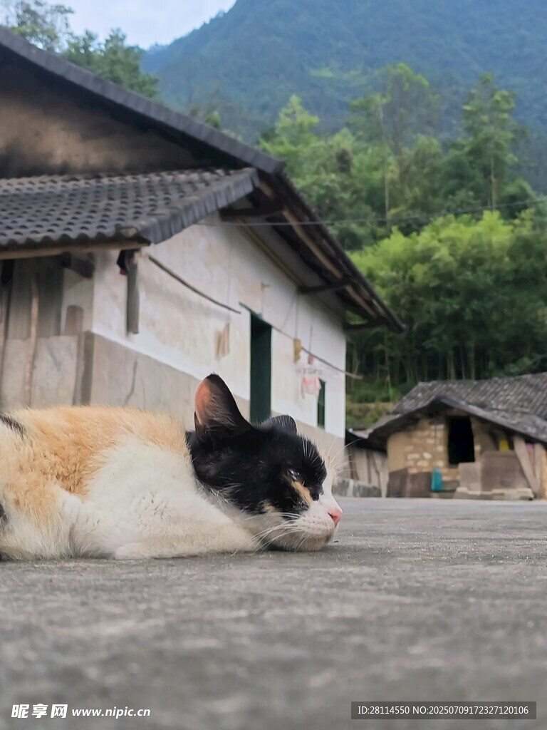 乡村小院猫咪惬意休憩