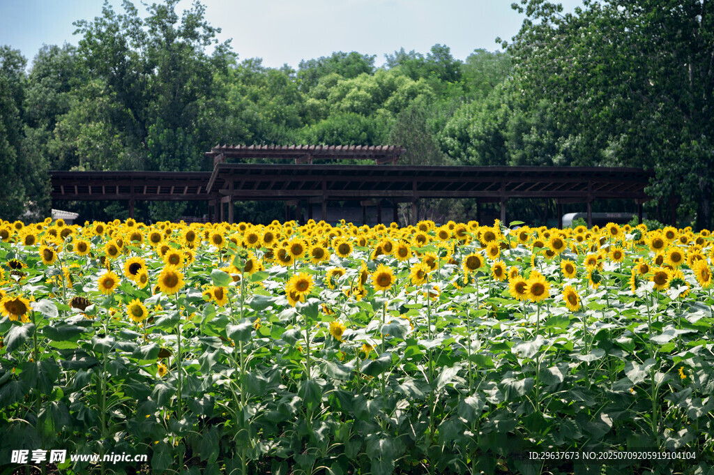 向日葵花海