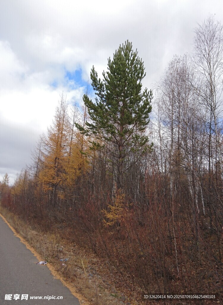 秋日林间公路旁的挺拔松树