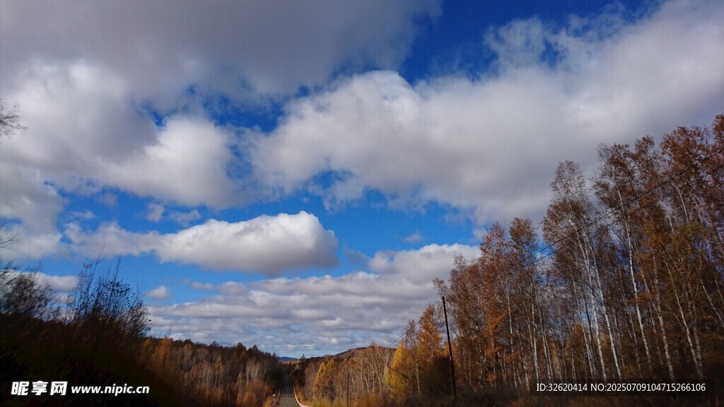 秋日白桦林 蓝天白云美景