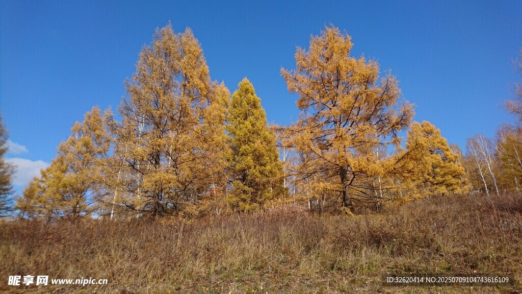 秋日金黄树林美景