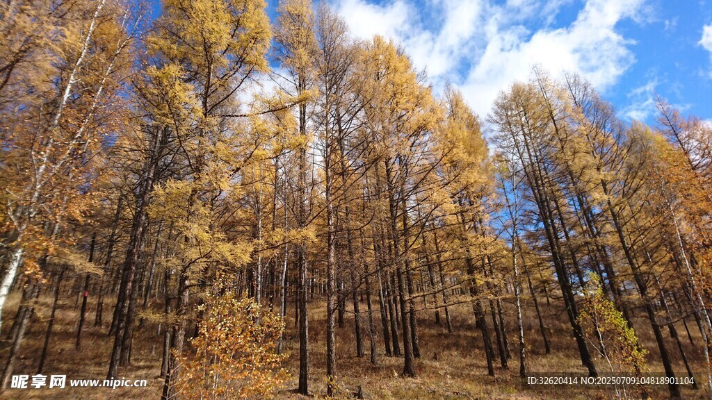 秋日金黄树林美景