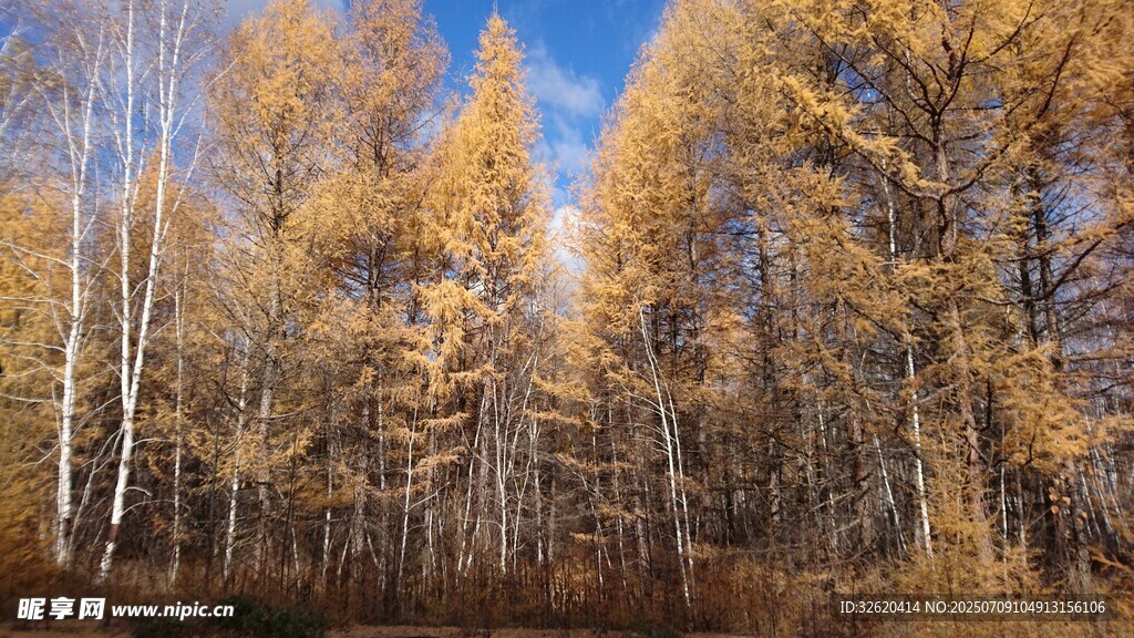 秋日金黄树林美景