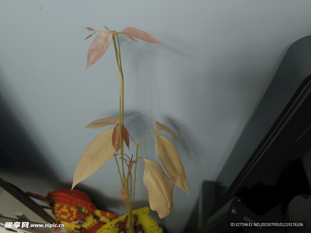 枯萎植物特写