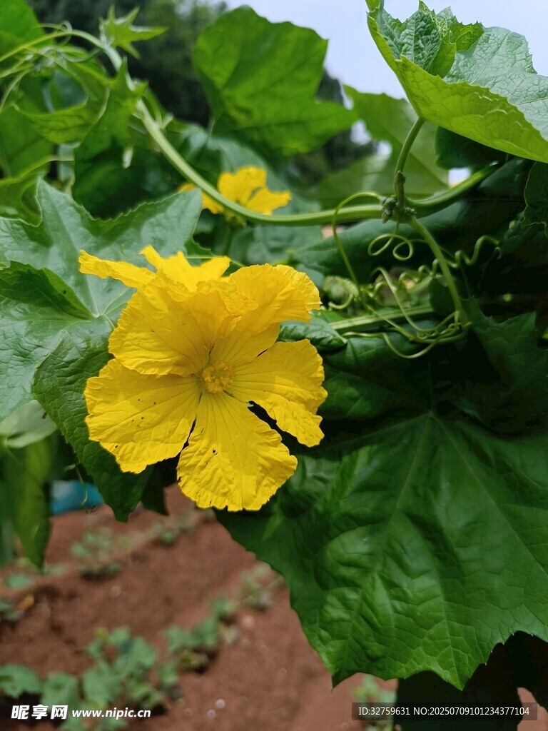 黄色丝瓜花绽放