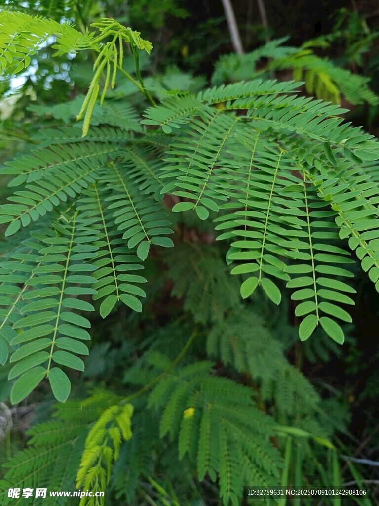 翠绿羽状叶片的植物
