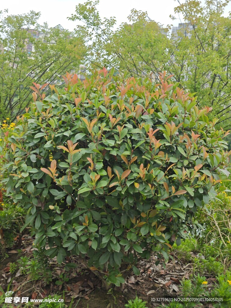 绿叶繁茂的灌木植物