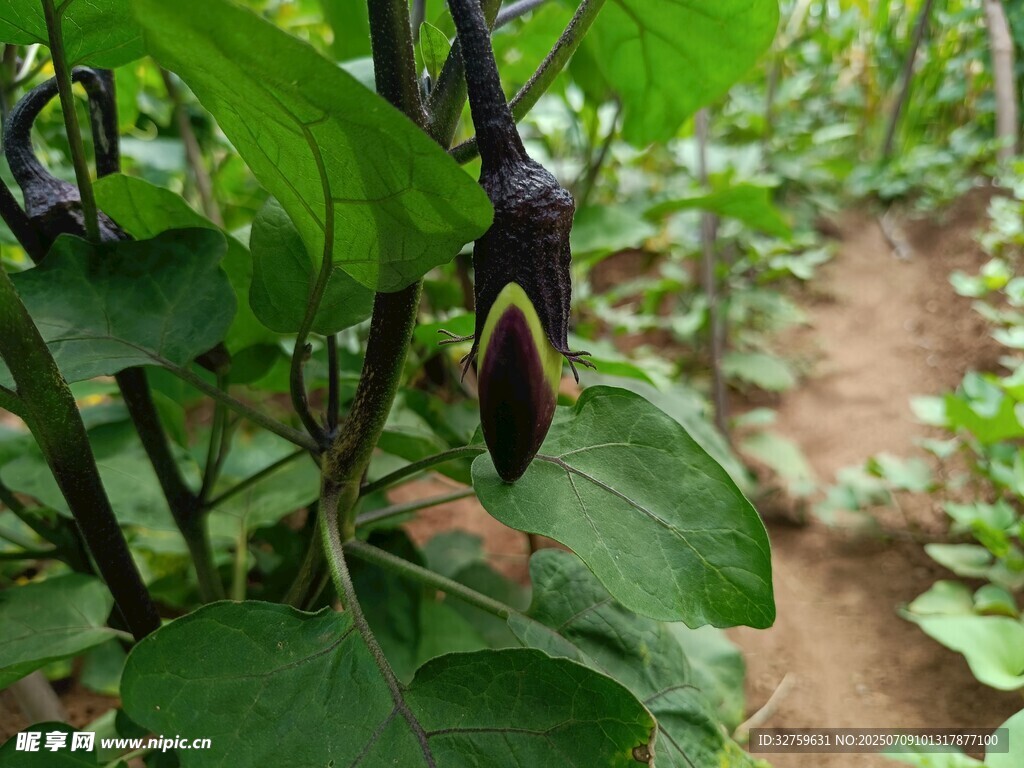 田间生长的紫茄子