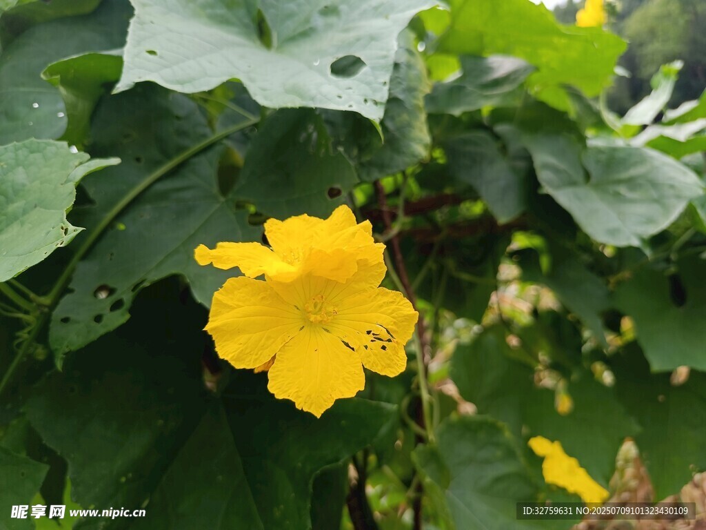黄色单朵野花绽放绿叶间
