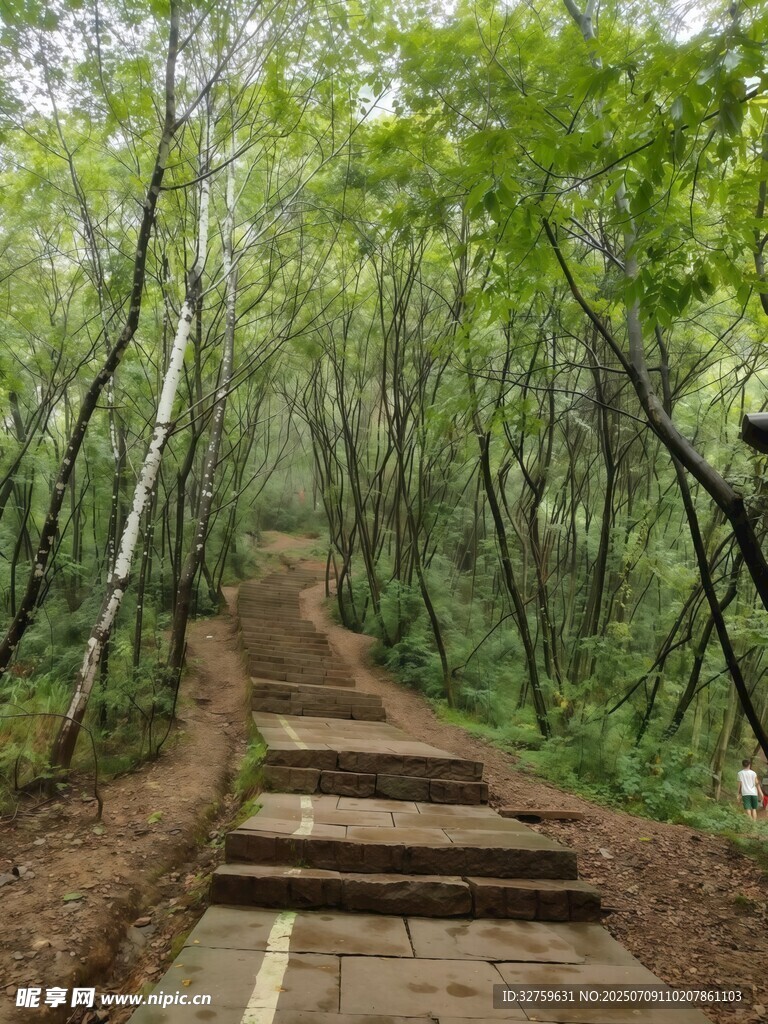 林间石阶小径