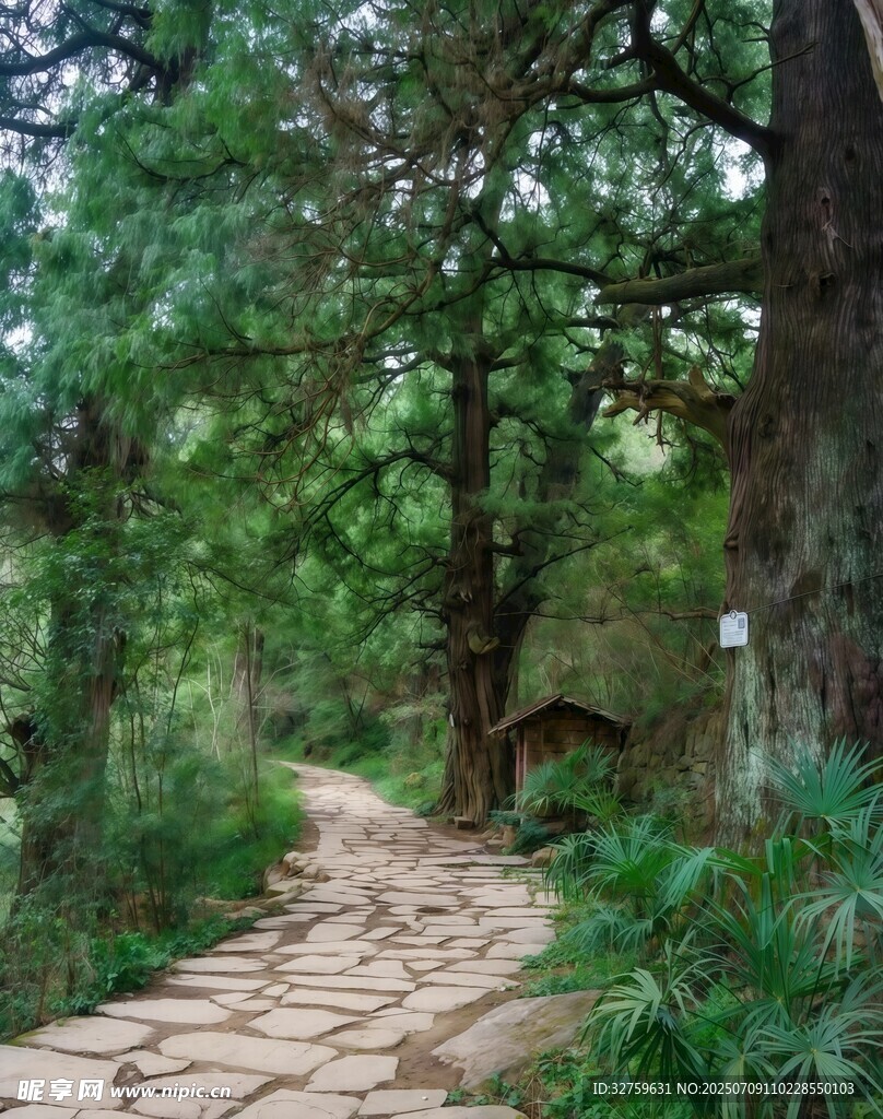 林间石板小径
