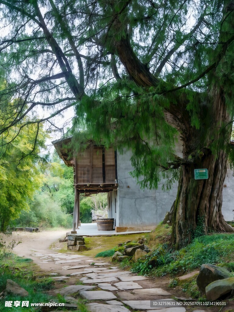 古树下的静谧小屋