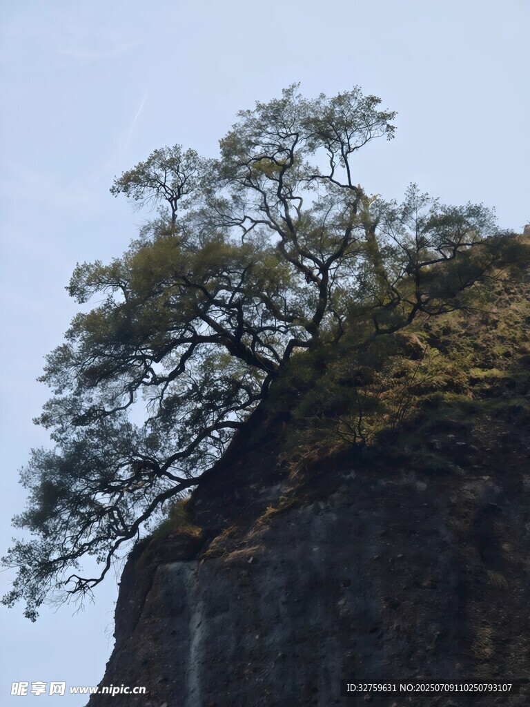 悬崖之巅孤树傲立