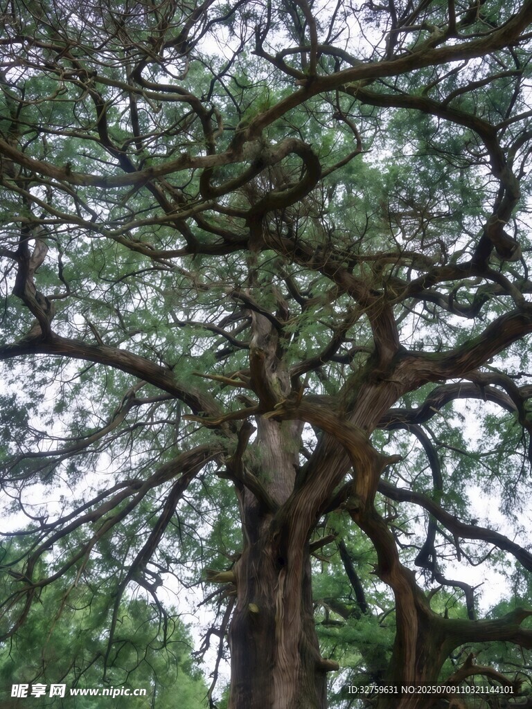 参天大树展现蓬勃生机