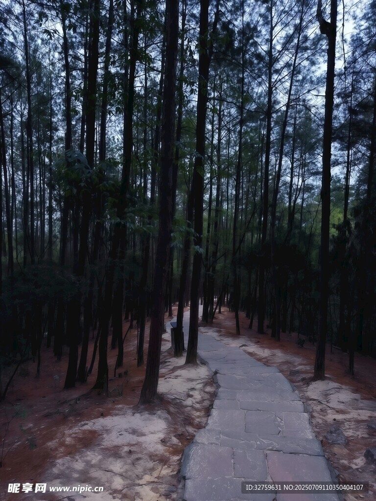 林间幽静步道