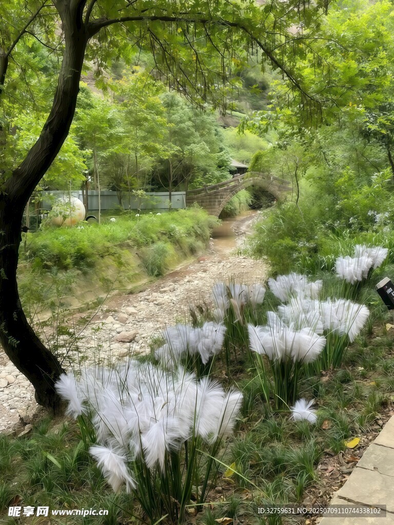 小径旁绽放的白色花卉