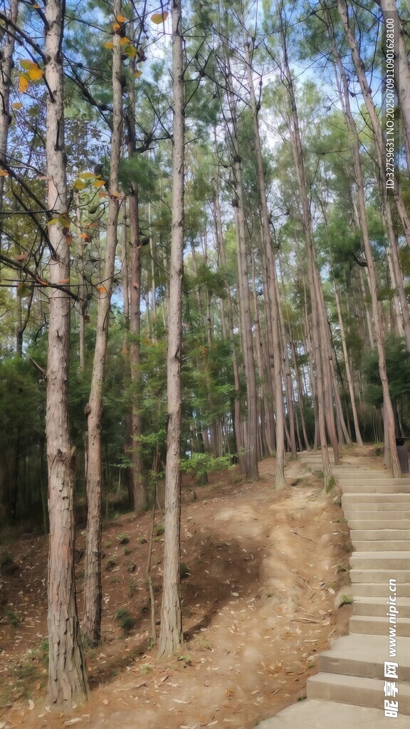 林间木栈道