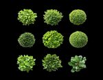 绿植叶子素材
