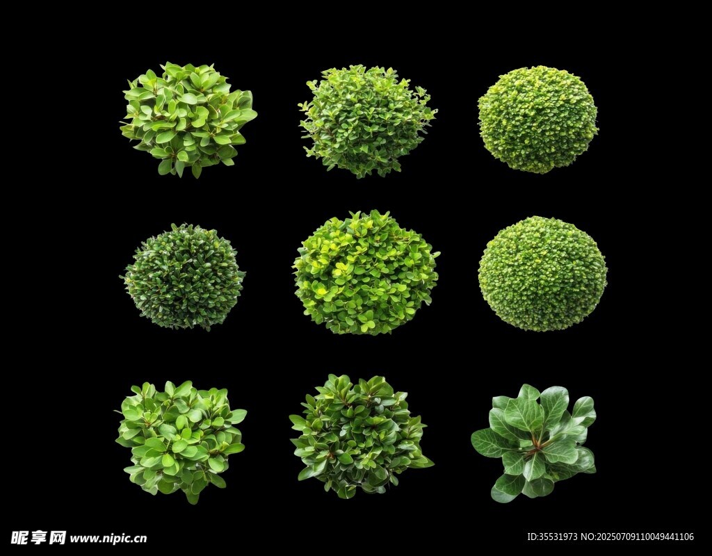 绿植叶子素材