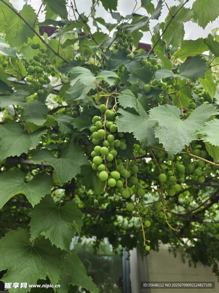 阳光玫瑰葡萄水果