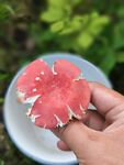 红蘑菇