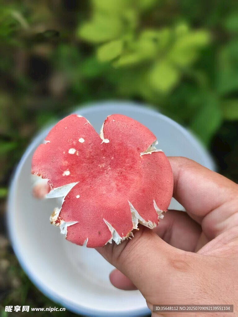红蘑菇