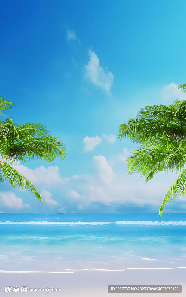 海边椰树美景