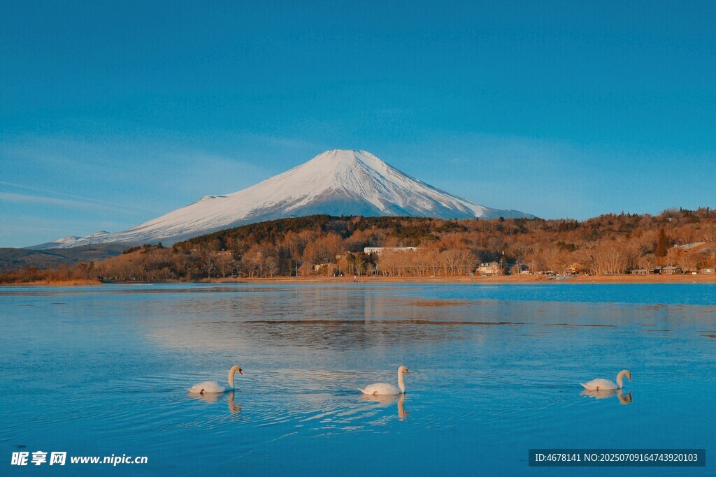 富士山下湖景与游弋天鹅
