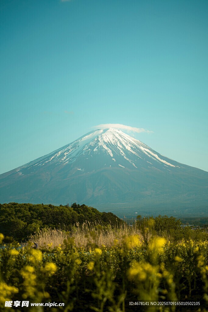 富士山下烂漫花海