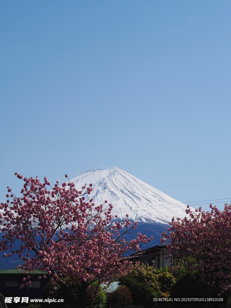 富士山下烂漫樱花绽放