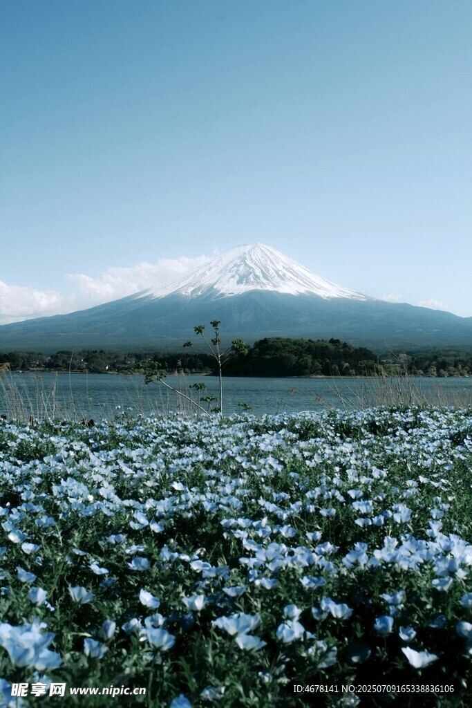 富士山下花海美景