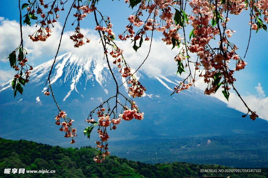 樱花映衬下的壮丽雪山