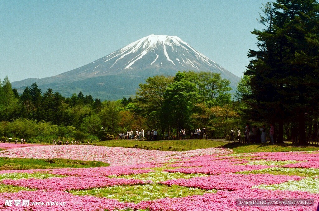 富士山下烂漫芝樱花海