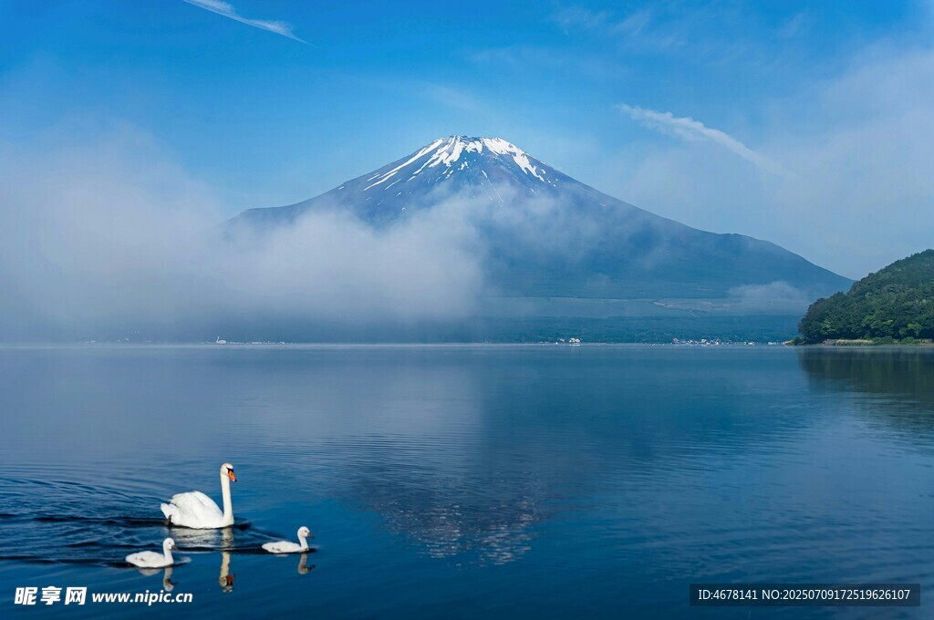 富士山下静谧湖景与天鹅