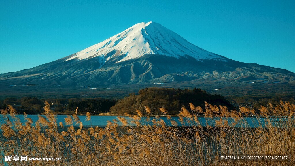 富士山美景湖畔芦苇相伴