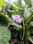 蔬菜花 