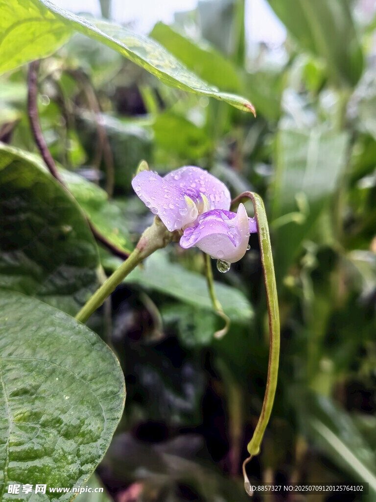 蔬菜花 