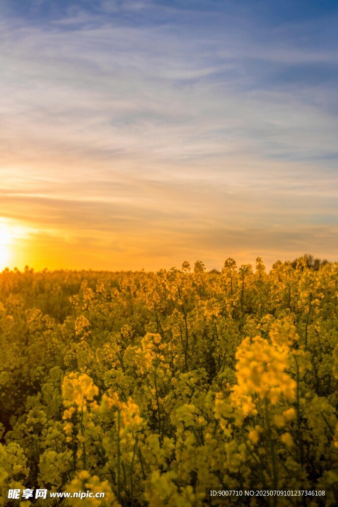 夕阳下的灿烂油菜花田